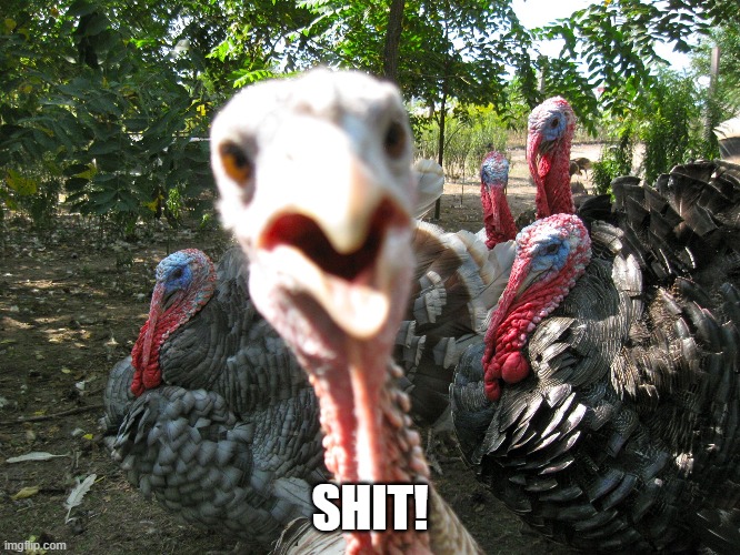 Turkeys | SHIT! | image tagged in turkeys | made w/ Imgflip meme maker