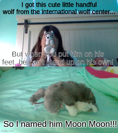 If you remember moon moon you get a senior citizen discount | I got this cute little handful wolf from the international wolf center... But when you put him on his feet, he can't stand up on his own! So I named him Moon Moon!!! | made w/ Imgflip meme maker