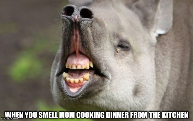 Animal sniffing |  WHEN YOU SMELL MOM COOKING DINNER FROM THE KITCHEN | image tagged in funny animals | made w/ Imgflip meme maker