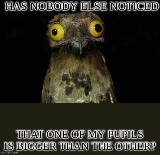 Weird Stuff I Do Potoo Meme | HAS NOBODY ELSE NOTICED; THAT ONE OF MY PUPILS IS BIGGER THAN THE OTHER? | image tagged in memes,weird stuff i do potoo | made w/ Imgflip meme maker