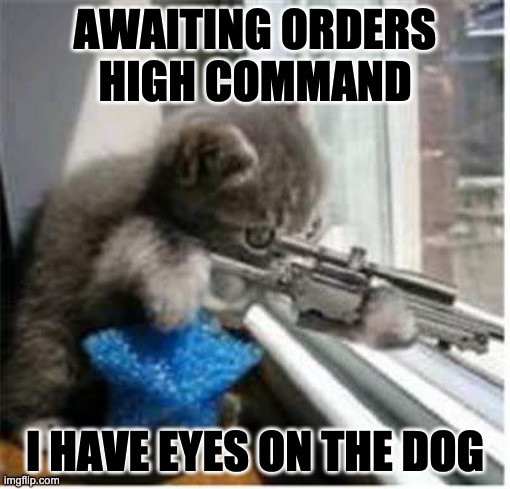 cats with guns | AWAITING ORDERS HIGH COMMAND; I HAVE EYES ON THE DOG | image tagged in cats with guns | made w/ Imgflip meme maker