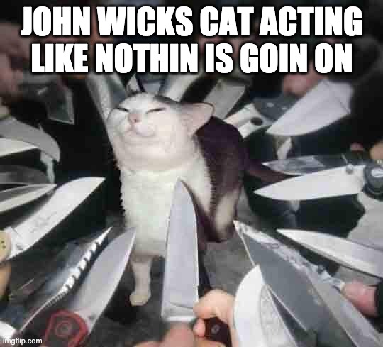 Knife Cat | JOHN WICKS CAT ACTING LIKE NOTHIN IS GOIN ON | image tagged in knife cat | made w/ Imgflip meme maker