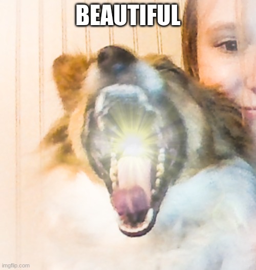 beautiful dog |  BEAUTIFUL | image tagged in dog | made w/ Imgflip meme maker