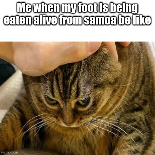 cat | Me when my foot is being eaten alive from samoa be like | image tagged in cats,custom template | made w/ Imgflip meme maker