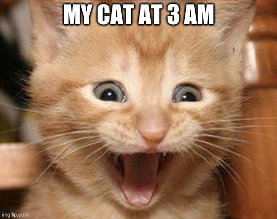 my cat be like | MY CAT AT 3 AM | image tagged in memes,excited cat | made w/ Imgflip meme maker