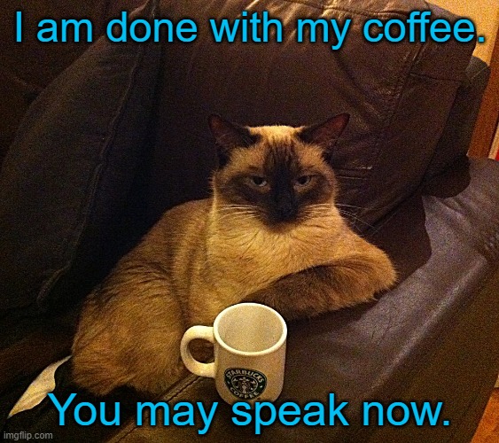You may speak now | I am done with my coffee. You may speak now. | image tagged in coffee cat,memes,cats,coffee,coffee addict,i love coffee | made w/ Imgflip meme maker