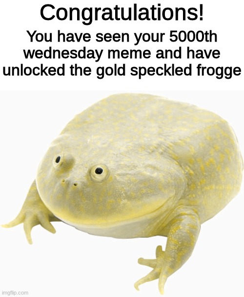 Only another 5000 more before you unlock the full gold version | Congratulations! You have seen your 5000th wednesday meme and have unlocked the gold speckled frogge | image tagged in wednesday,frog,it is wednesday my dudes,gold | made w/ Imgflip meme maker