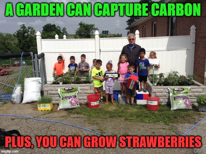 A Garden Can Capture Carbon | A GARDEN CAN CAPTURE CARBON; PLUS, YOU CAN GROW STRAWBERRIES | image tagged in gardening,learning,environment,play,health | made w/ Imgflip meme maker