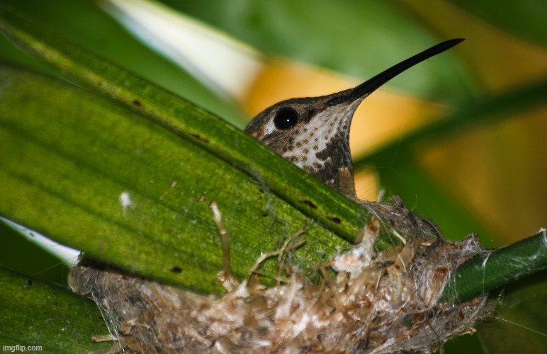 Hummingbird in my front yard | image tagged in original photography,hummingbird,nest,plants | made w/ Imgflip meme maker
