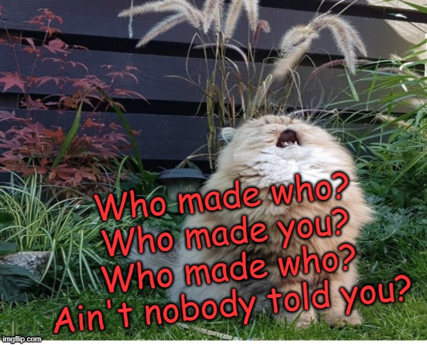 One of my personal favorites | Who made who? Who made you?
Who made who? Ain't nobody told you? | image tagged in singing cat,memes,cats,ac dc,who made who | made w/ Imgflip meme maker