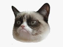 High Quality Grumpy Cat Blank Meme Template
