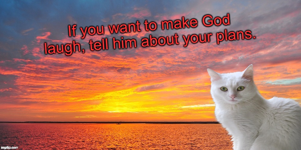 Truth | If you want to make God laugh, tell him about your plans. | image tagged in honest cat,funny memes,cats are awesome | made w/ Imgflip meme maker