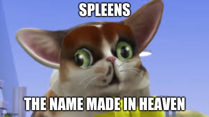 SpleensTheCat | SPLEENS; THE NAME MADE IN HEAVEN | image tagged in spleensthecat,spleens | made w/ Imgflip meme maker