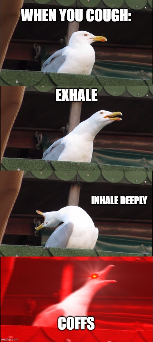 when you cough | WHEN YOU COUGH:; EXHALE; INHALE DEEPLY; COFFS | image tagged in memes,inhaling seagull | made w/ Imgflip meme maker