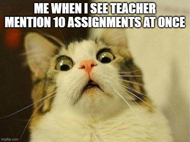 Scared Cat Meme | ME WHEN I SEE TEACHER MENTION 10 ASSIGNMENTS AT ONCE | image tagged in memes,scared cat | made w/ Imgflip meme maker