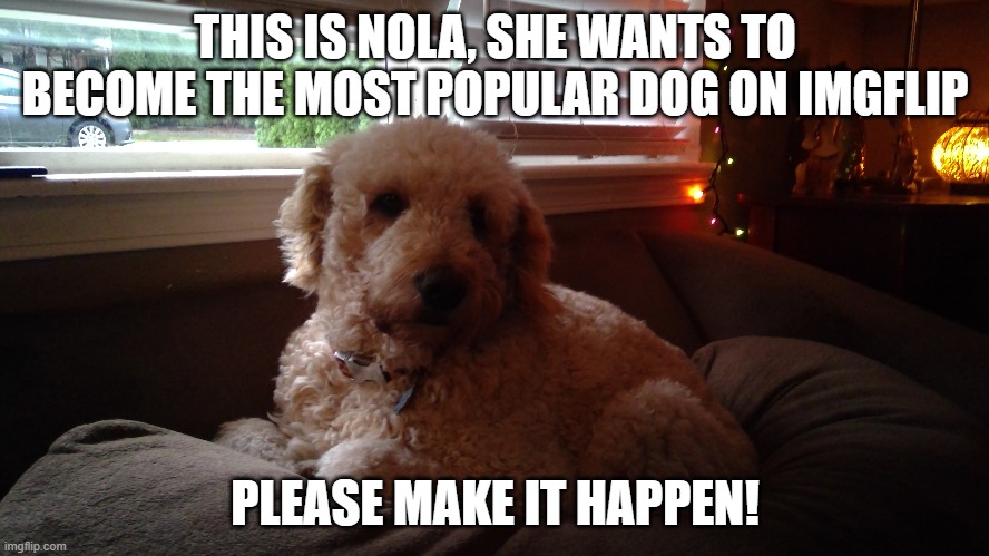 Nola | THIS IS NOLA, SHE WANTS TO BECOME THE MOST POPULAR DOG ON IMGFLIP; PLEASE MAKE IT HAPPEN! | image tagged in doge | made w/ Imgflip meme maker