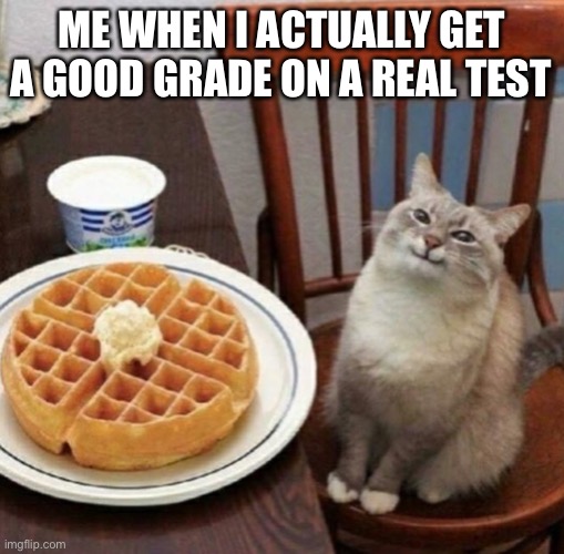 Cat likes their waffle | ME WHEN I ACTUALLY GET A GOOD GRADE ON A REAL TEST | image tagged in cat likes their waffle | made w/ Imgflip meme maker