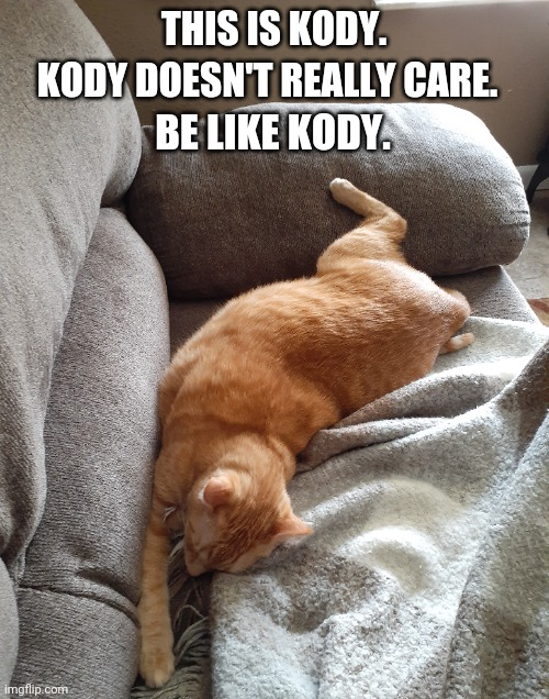 Kody doesn't kare. | THIS IS KODY. KODY DOESN'T REALLY CARE. BE LIKE KODY. | image tagged in cats,pets,be like bill,animals | made w/ Imgflip meme maker