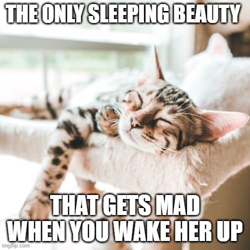 I'd rather not | THE ONLY SLEEPING BEAUTY; THAT GETS MAD WHEN YOU WAKE HER UP | image tagged in cute,cats,internet,cats rule | made w/ Imgflip meme maker