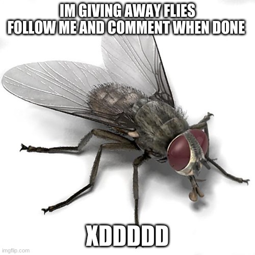 Scumbag House Fly | IM GIVING AWAY FLIES FOLLOW ME AND COMMENT WHEN DONE; XDDDDD | image tagged in scumbag house fly | made w/ Imgflip meme maker