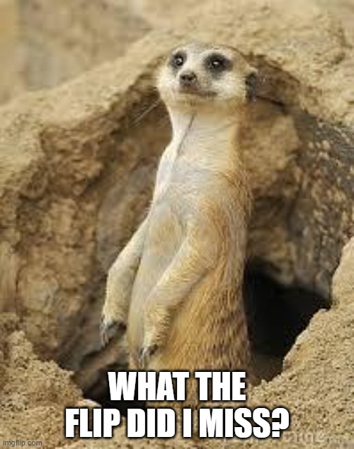 Meerkat | WHAT THE FLIP DID I MISS? | image tagged in meerkat | made w/ Imgflip meme maker