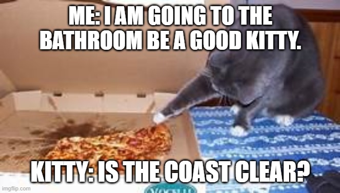 You really can't leave pets alone can you? | ME: I AM GOING TO THE BATHROOM BE A GOOD KITTY. KITTY: IS THE COAST CLEAR? | image tagged in funny,funny cats | made w/ Imgflip meme maker