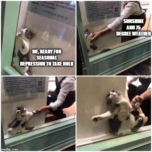 Leave me alone, happiness. | SUNSHINE AND 75 DEGREE WEATHER; ME, READY FOR SEASONAL DEPRESSION TO TAKE HOLD | image tagged in cat stuck behind glass | made w/ Imgflip meme maker