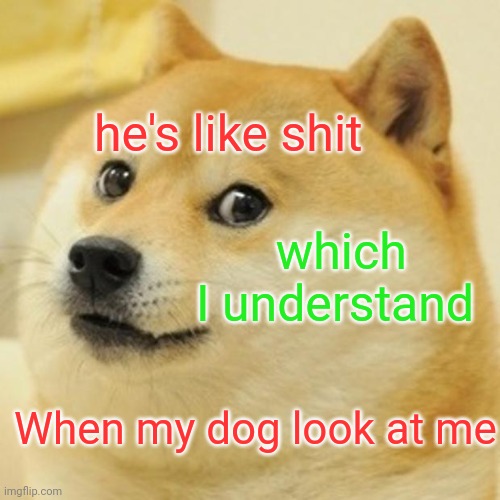 Yes my dog is like that | he's like shit; which I understand; When my dog look at me | image tagged in memes,doge | made w/ Imgflip meme maker
