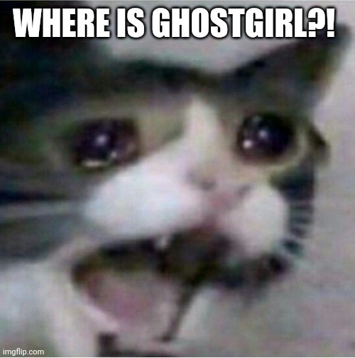 crying cat | WHERE IS GHOSTGIRL?! | image tagged in crying cat | made w/ Imgflip meme maker