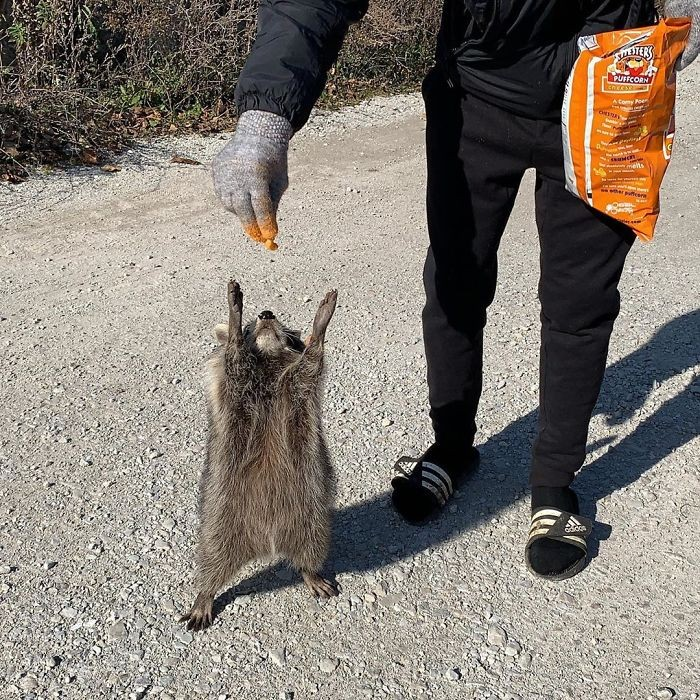 High Quality Begging Raccon Blank Meme Template