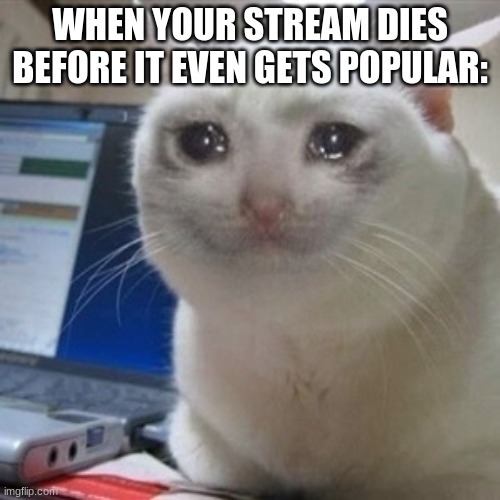 *sadness noise* | WHEN YOUR STREAM DIES BEFORE IT EVEN GETS POPULAR: | image tagged in crying cat | made w/ Imgflip meme maker