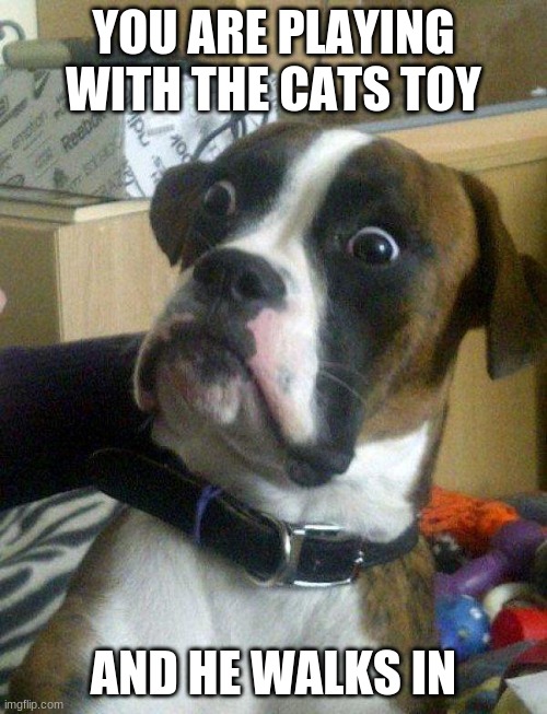 Blankie the Shocked Dog | YOU ARE PLAYING WITH THE CATS TOY; AND HE WALKS IN | image tagged in blankie the shocked dog,cats | made w/ Imgflip meme maker