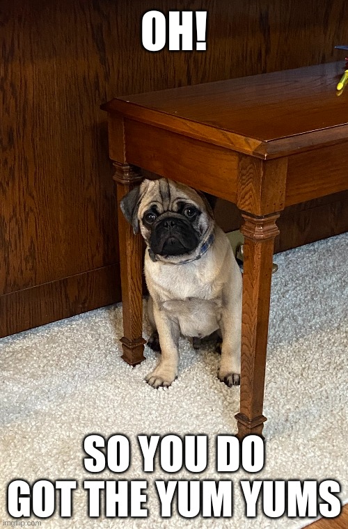 Yum Yum in My Tum Tum... | OH! SO YOU DO GOT THE YUM YUMS | image tagged in pug life,funny,cute dog | made w/ Imgflip meme maker