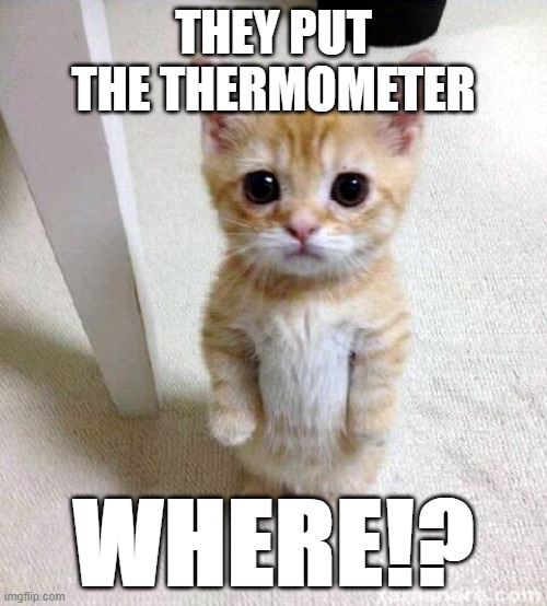 thermometer kitty | THEY PUT THE THERMOMETER; WHERE!? | image tagged in memes,cute cat | made w/ Imgflip meme maker