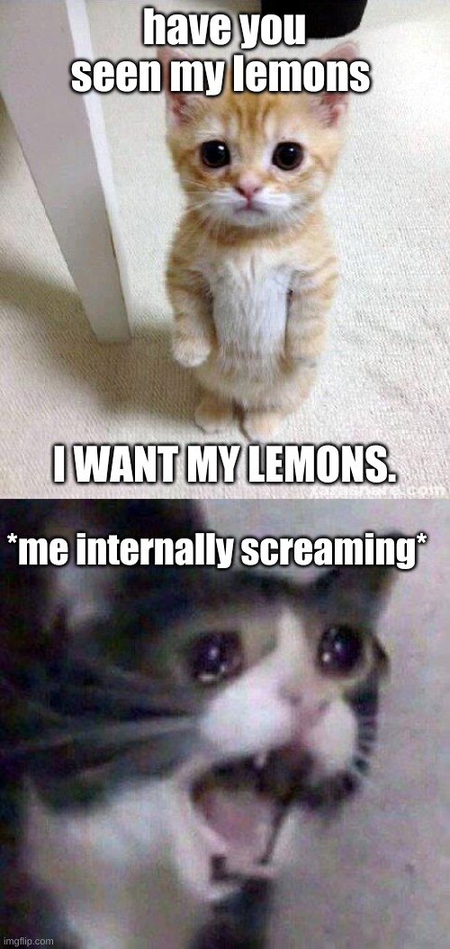 have you seen my lemons; I WANT MY LEMONS. *me internally screaming* | image tagged in memes,cute cat,cat screaming | made w/ Imgflip meme maker