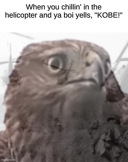 When you chillin' in the helicopter and ya boi yells, "KOBE!" | image tagged in memes,ptsd hawk,funny,kobe,helicopter,the ball hit the ground harder than he did | made w/ Imgflip meme maker