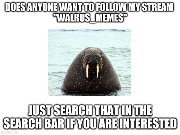 does anyone want to join my stream? | DOES ANYONE WANT TO FOLLOW MY STREAM 
"WALRUS_MEMES"; JUST SEARCH THAT IN THE SEARCH BAR IF YOU ARE INTERESTED | image tagged in funny,fun,lmao,funny memes,lol,lmfao | made w/ Imgflip meme maker