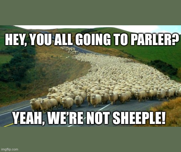 Sheeple to Parler | HEY, YOU ALL GOING TO PARLER? YEAH, WE’RE NOT SHEEPLE! | image tagged in sheep,sheeple,trump supporters | made w/ Imgflip meme maker