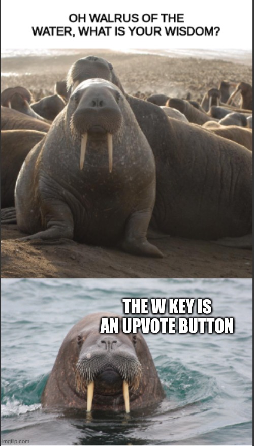 Walrus wisdom | THE W KEY IS AN UPVOTE BUTTON | image tagged in walrus of wisdom,funny,fun,lol,lmao,memes | made w/ Imgflip meme maker
