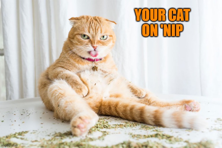 Feline Drug Abuse | YOUR CAT
ON 'NIP | image tagged in cats,funny cats | made w/ Imgflip meme maker