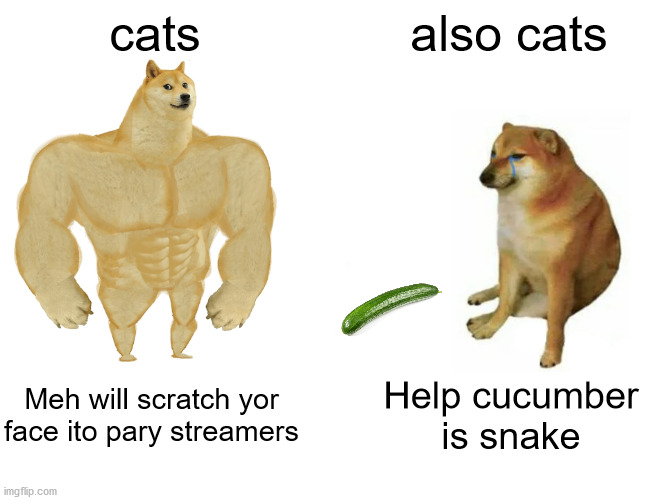 Buff Doge vs. Cheems | cats; also cats; Meh will scratch yor face ito pary streamers; Help cucumber is snake | image tagged in memes,buff doge vs cheems,cat | made w/ Imgflip meme maker