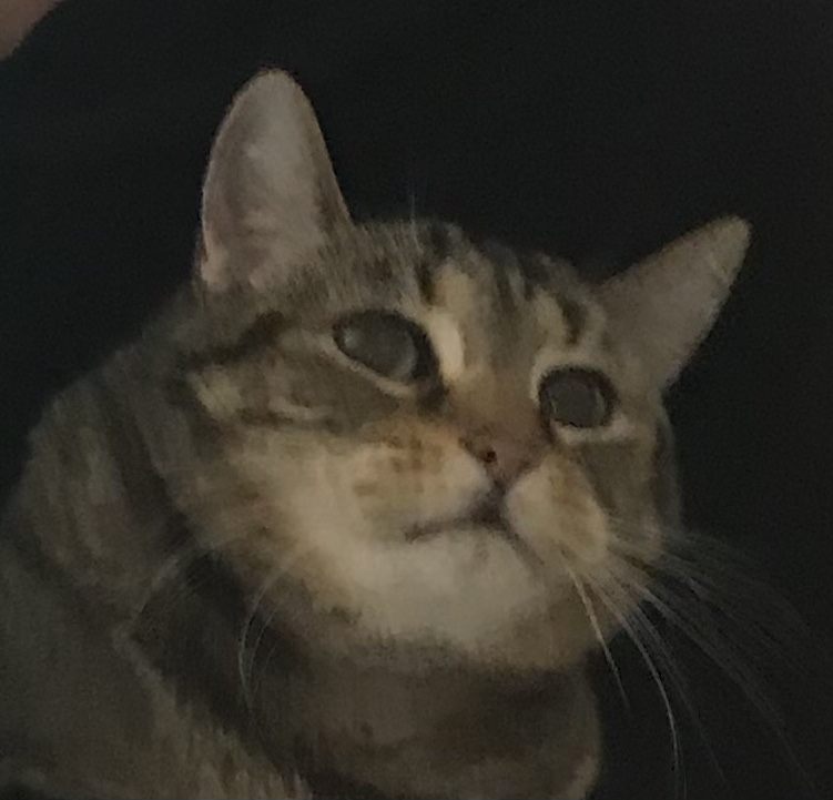High Quality Cat Overlord Blank Meme Template