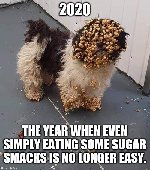 2020 | 2020; THE YEAR WHEN EVEN SIMPLY EATING SOME SUGAR SMACKS IS NO LONGER EASY. | image tagged in funny dogs | made w/ Imgflip meme maker