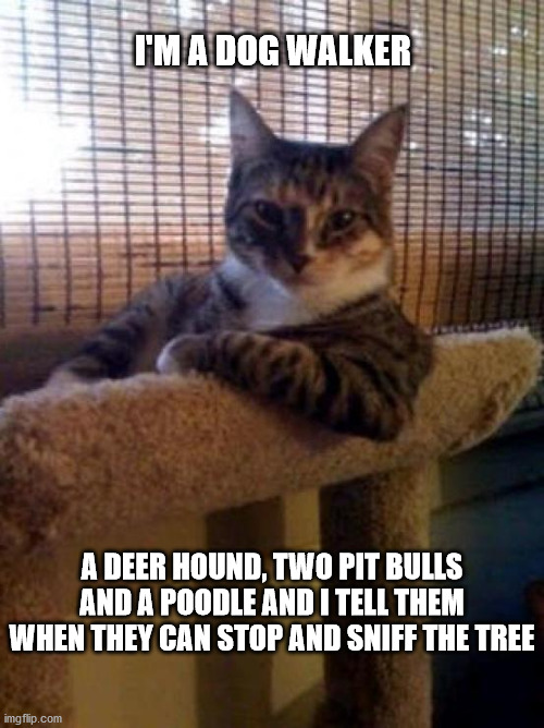 The Most Interesting Cat In The World | I'M A DOG WALKER; A DEER HOUND, TWO PIT BULLS AND A POODLE AND I TELL THEM WHEN THEY CAN STOP AND SNIFF THE TREE | image tagged in memes,the most interesting cat in the world | made w/ Imgflip meme maker