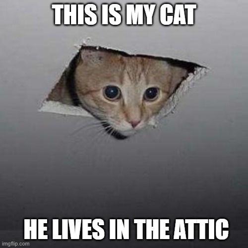 Ceiling Cat | THIS IS MY CAT; HE LIVES IN THE ATTIC | image tagged in memes,ceiling cat | made w/ Imgflip meme maker