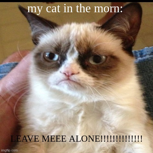 image tagged in funny,grumpy cat | made w/ Imgflip demotivational maker