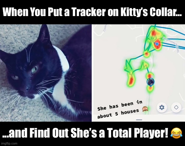 She Gets Around | When You Put a Tracker on Kitty’s Collar... ...and Find Out She’s a Total Player! 😂 | image tagged in funny memes,funny cat memes,funny,cats,funny cats | made w/ Imgflip meme maker
