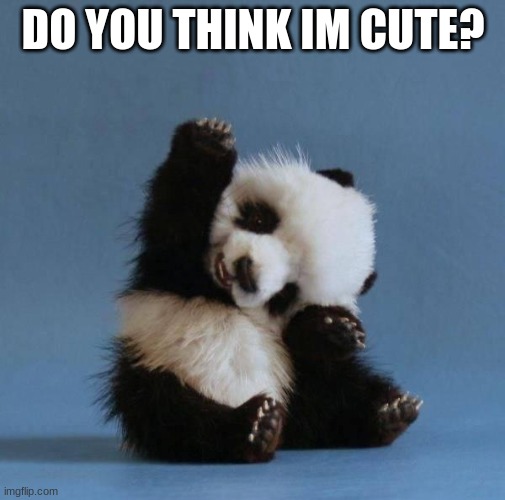 Panda | DO YOU THINK IM CUTE? | image tagged in panda | made w/ Imgflip meme maker