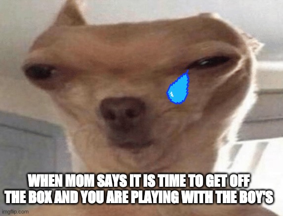 WHEN MOM SAYS IT IS TIME TO GET OFF THE BOX AND YOU ARE PLAYING WITH THE BOY'S | image tagged in funny dogs,gaming | made w/ Imgflip meme maker