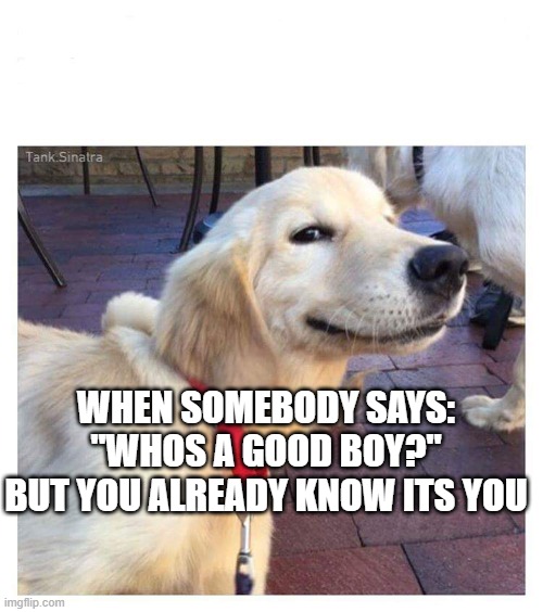 Smiling dog | WHEN SOMEBODY SAYS: "WHOS A GOOD BOY?" BUT YOU ALREADY KNOW ITS YOU | image tagged in smiling dog | made w/ Imgflip meme maker